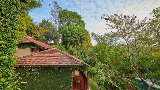 Green trees and plants inbetween villas at Cardamom County Thekkady